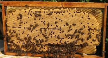 Jak ošetřovat kamennou snůšku u včel, příznaky onemocnění a prevence